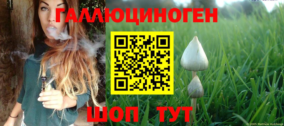 как найти   Вход с VPN  Волжский  Псилоцибиновые грибы прущие грибы 
